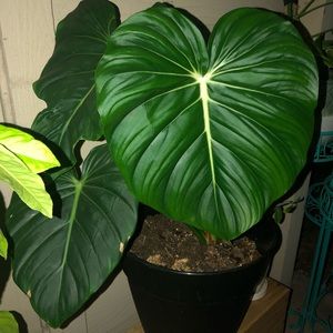 Reserved Listing. Do not purchase